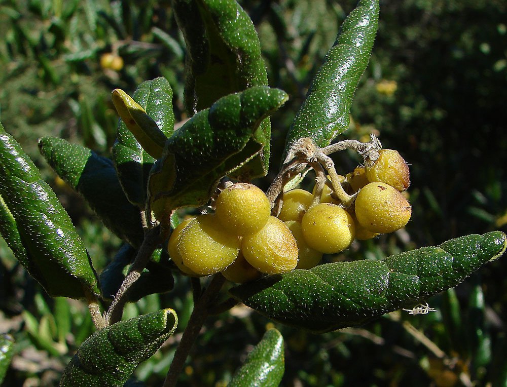 The boldo plant, Peumus boldus, native to central Chile