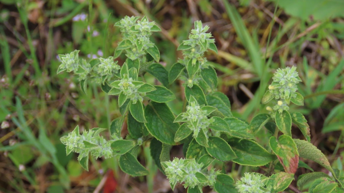Muña growing wild in Chetilla, Cajamarca, in Peru: soft green leaves under clusters of small pale flowers