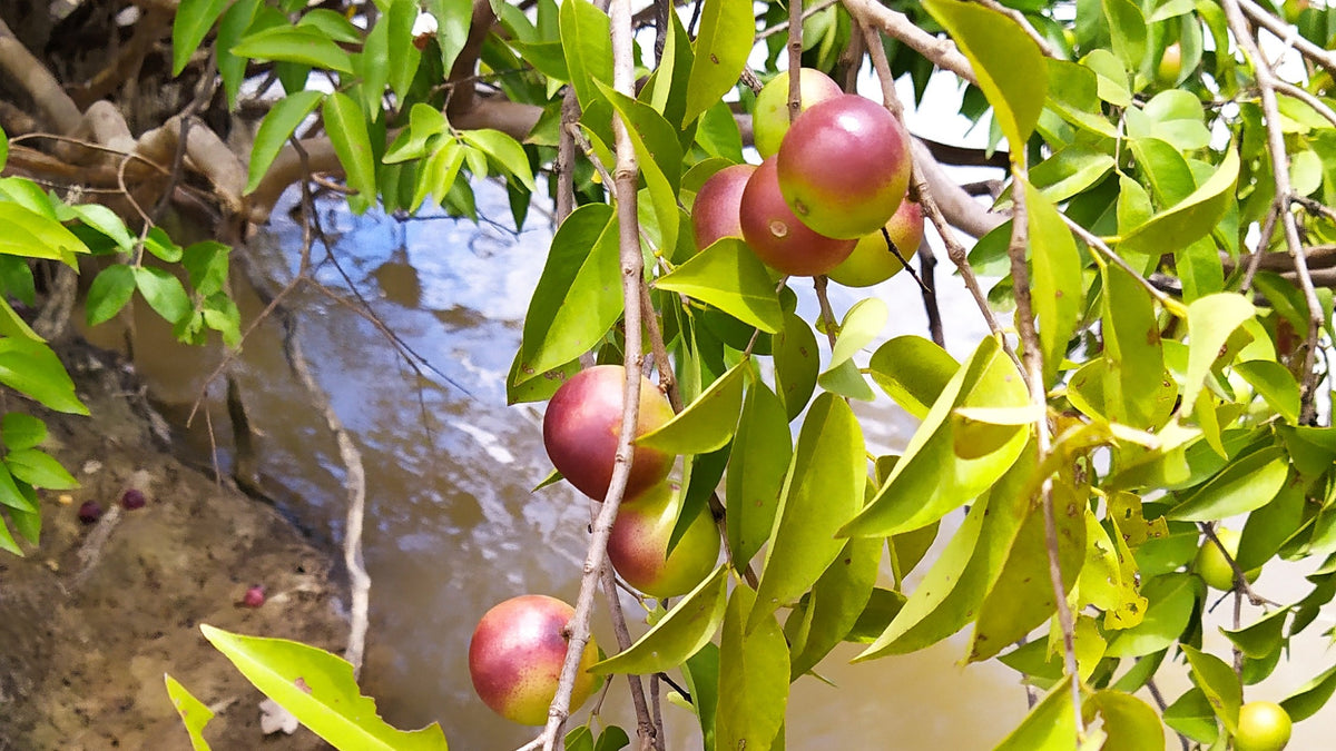 Ripe camu camu fruit hanging from a branch over river water