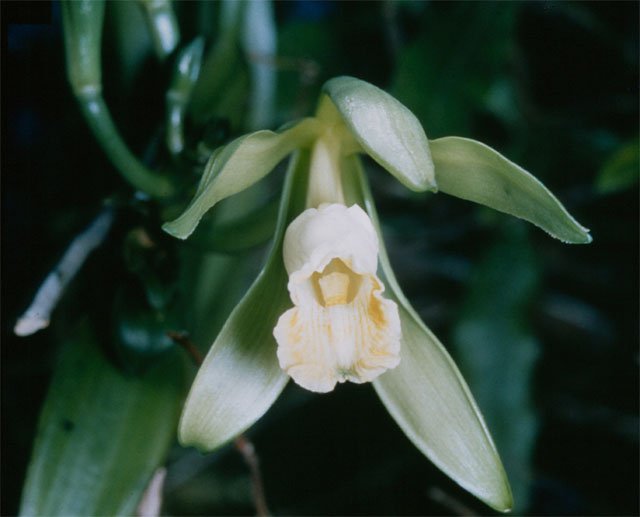 A vanilla orchid flower, Vanilla planifolia, in bloom
